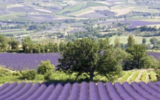 Discovering the Dr&ocirc;me