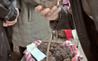 Looking For Truffles