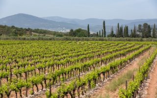 3 Vineyards in Provence to Visit this Summer