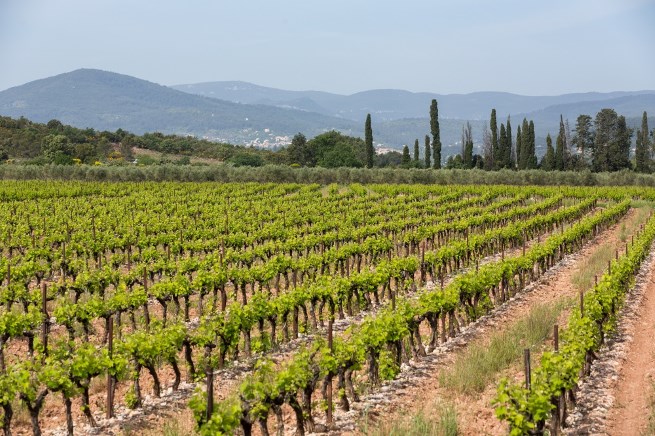 3 Vineyards in Provence to Visit this Summer