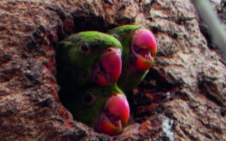 Le Dernier Mot: Birds of a Feather