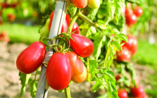 A Dozen of the Loire Valley’s Finest Gardens