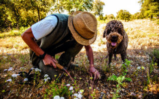 Summer Truffles in Provence: All Hail La Maïenque