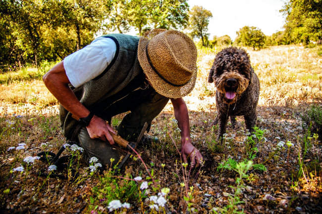 Summer Truffles in Provence: All Hail La Maïenque