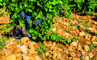 Pebbles of Wrath: Terroir Theft in the Rhône Valley