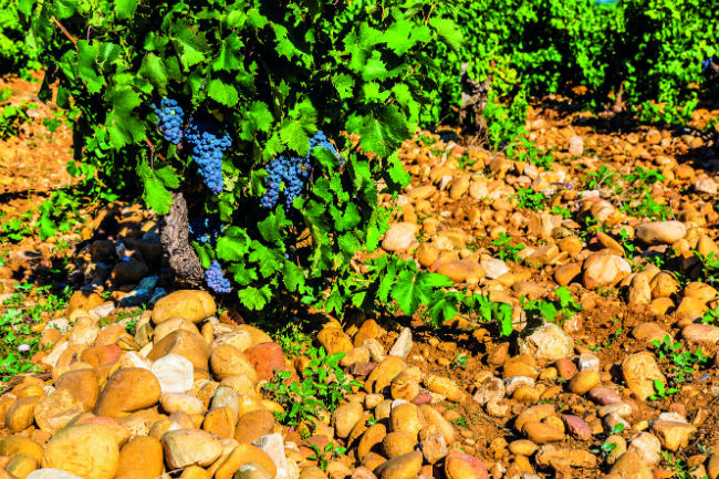 Pebbles of Wrath: Terroir Theft in the Rhône Valley