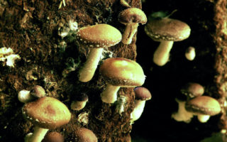 Exploring the Mushroom Caves of the Loire Valley