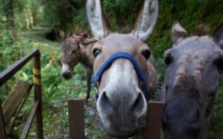 “Wwoofing” Kismet in the Cevennes Mountains of Southern France 