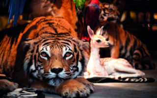 Animal Kingdom: Deyrolle and Taxidermy Shops in Paris