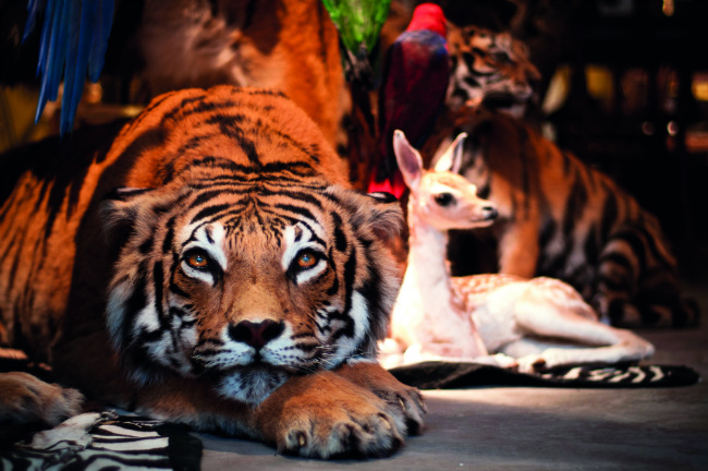 Animal Kingdom: Deyrolle and Taxidermy Shops in Paris - France Today