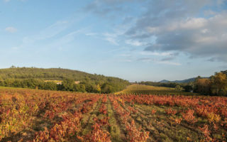 Domaine de Cala: Chef Joachim Splichal’s Winery in Provence