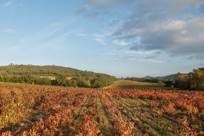 Domaine de Cala: Chef Joachim Splichal’s Winery in Provence