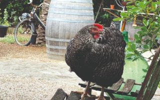 Le Dernier Mot: Hen Pals Lead to Pen Pals