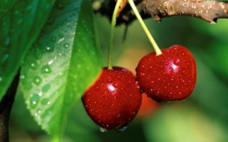 Cherry-Picking Time in Alsace