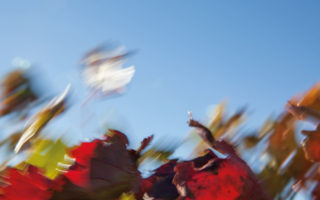 Check out Rachel Cobb’s Gorgeous Photos in “Mistral, the Legendary Wind of Provence”