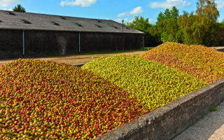 Gourmet Trail in Normandy: A Sip of Apple Country