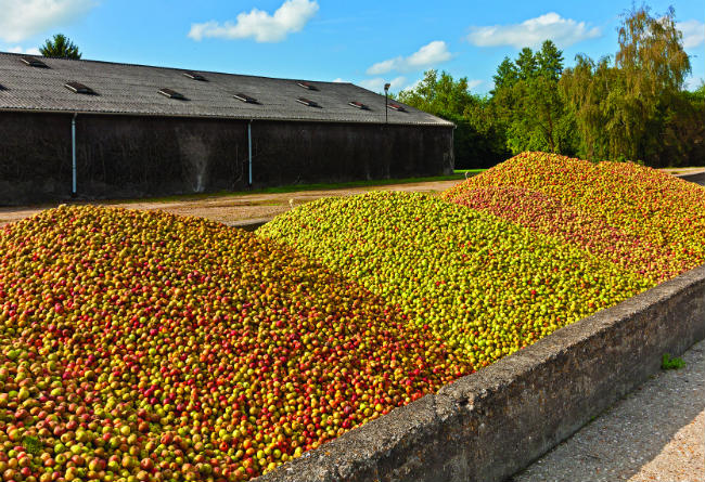 Gourmet Trail in Normandy: A Sip of Apple Country
