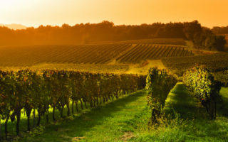Wine Trail: Caroline Frey & Cécile Tremblay, Female Winemakers in France