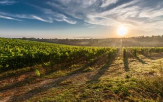 Discover the Routes des Grand Crus of Burgundy
