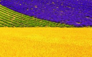 Ladies in Lavender: The Devoted Farmers of the South of France