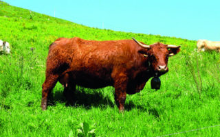 Top Things to See and Do in the Limousin