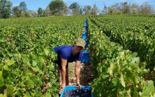 Behind the Vines in Champagne: Voices of the Vignerons