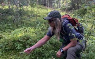 Foraging in the French Alps
