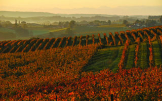 Armagnac: The Nectar of Gascony