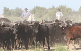 Camargue Rules: Cowboys, Bulls and the Course Camarguaise