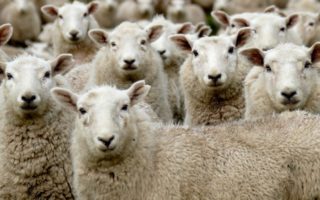 Postcard from Provence: Sheep in the Streets of Saint-Paul