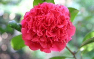 Gardens of the Languedoc, South of France