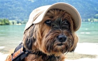 Taking Dogs on Holiday