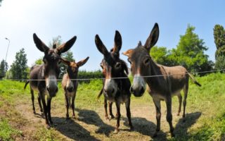 Donkey treks in France