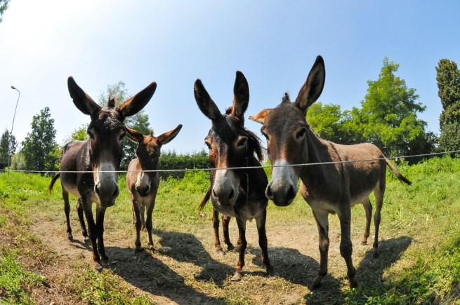 Donkey treks in France