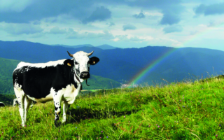 Oh la Vache! Le Confiné, the Accidental New French Cheese