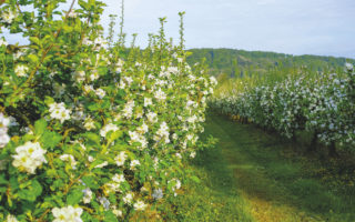 The Travelling Foodie: Four Top Gourmet Trails in France