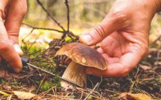 La Cueillette de Champignons: Learn French Language and Etiquette