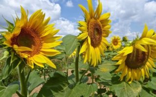 The Sunflowers of Provence