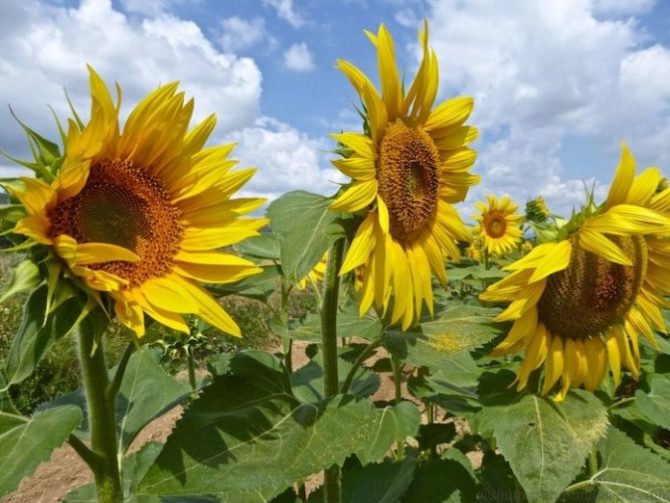 The Sunflowers of Provence