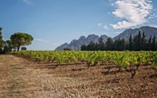 Wine Tasting Near St-Rémy-de-Provence