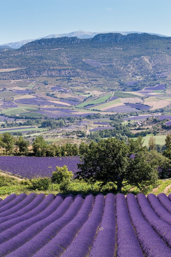 A view of a valley of lavender