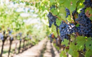 Reader, I Became a Wine Merchant