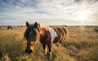 Languedoc for Nature Lovers