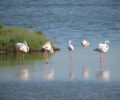 Wild flamingoes in the Camargue
