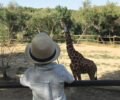 Giraffe at the safari