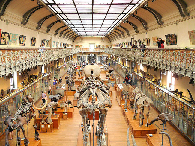 Second floor of Galerie de paléontologie, Muséum National d’Histoire Naturelle