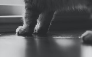 My Life in Paris: Adieu to Kitty