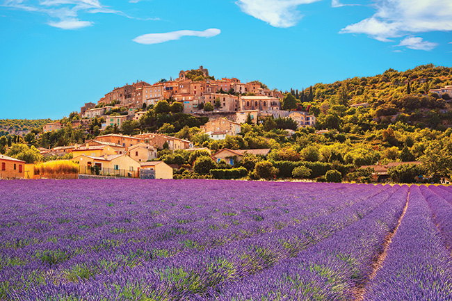 Purple Reign: Lavender and Provence