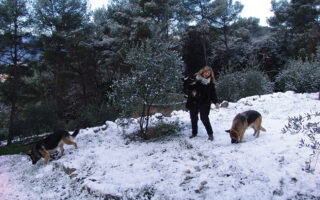 Vignette: Snow Amongst the Olives