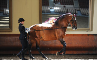 An Equestrian’s Anjou